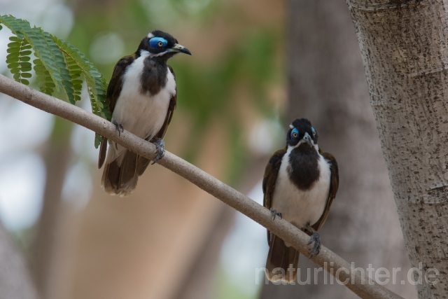 W18678 Blauohr-Honigfresser,Blue-faced Honeyeater - Peter Wächtershäuser