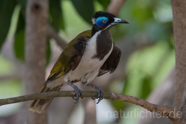 W18683 Blauohr-Honigfresser,Blue-faced Honeyeater - Peter Wächtershäuser