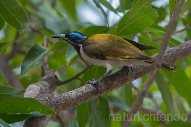 W18684 Blauohr-Honigfresser,Blue-faced Honeyeater - Peter Wächtershäuser