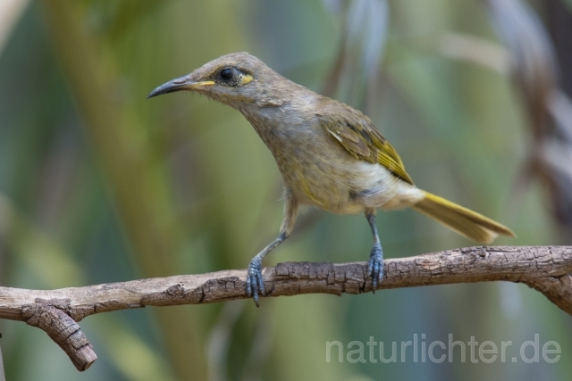 W18689 Braunhonigfresser,Brown Honeyeater - Peter Wächtershäuser