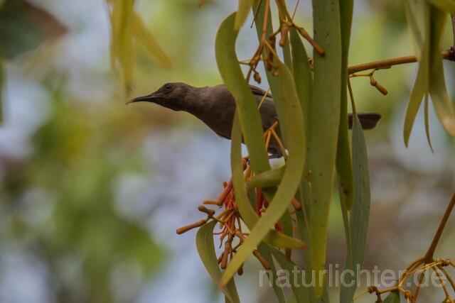 W18701 Rußhonigfresser,Dusky Honeyeater - Peter Wächtershäuser