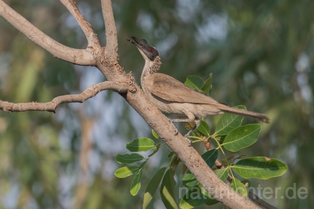 W18707 Helmlederkopf,Helmeted Friarbird - Peter Wächtershäuser