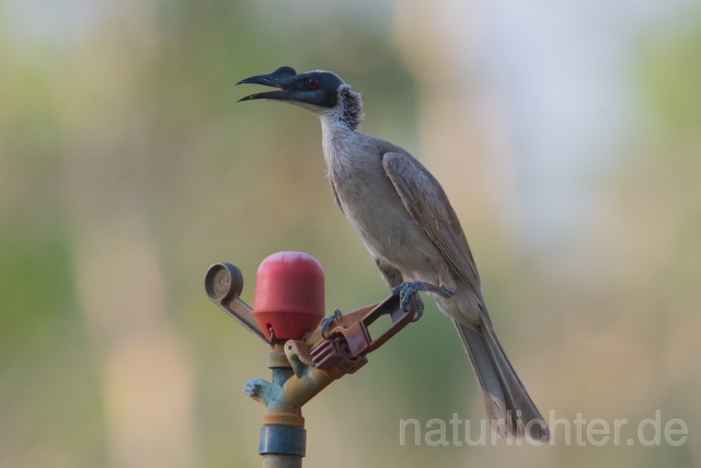 W18708 Helmlederkopf,Helmeted Friarbird - Peter Wächtershäuser