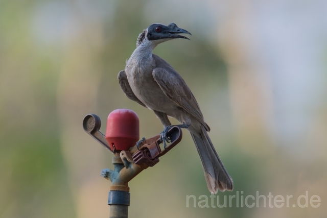 W18711 Helmlederkopf,Helmeted Friarbird - Peter Wächtershäuser