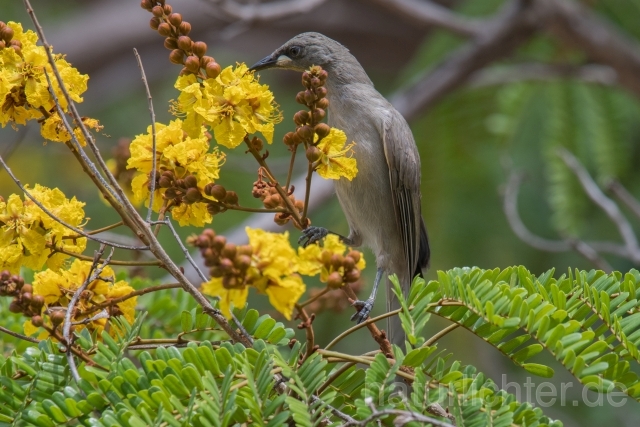 W18732 Wulsthonigfresser,White-gaped Honeyeater - Peter Wächtershäuser