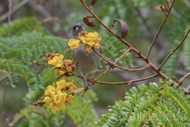 W18733 Wulsthonigfresser,White-gaped Honeyeater - Peter Wächtershäuser