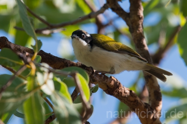 W18734 Weißkinn-Honigschmecker,White-throated Honeyeater - Peter Wächtershäuser