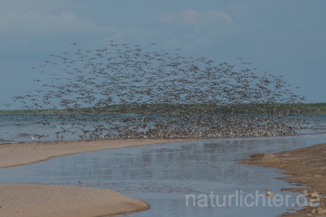 W18894 Großer Knutt,Great Knot - Peter Wächtershäuser