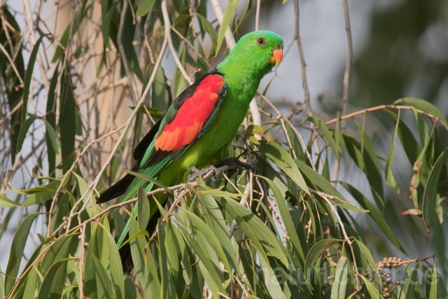 W19113 Rotflügelsittich,Red-winged Parrot - Peter Wächtershäuser