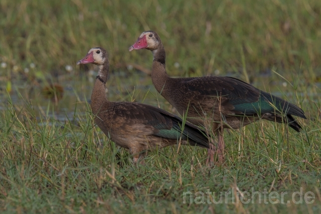 W19760 Sporngans,Spur-winged Goose - Peter Wächtershäuser