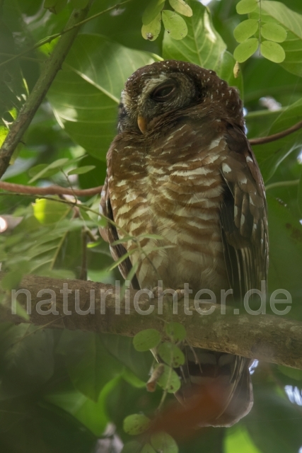 W19787 Afrikanischer Waldkauz,African Wood Owl - Peter Wächtershäuser