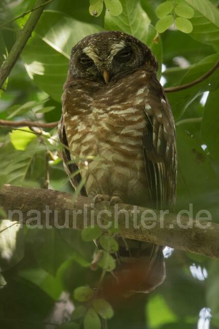 W19788 Afrikanischer Waldkauz,African Wood Owl - Peter Wächtershäuser