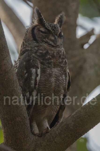 W19812 Fleckenuhu,Spotted Eagle Owl - Peter Wächtershäuser