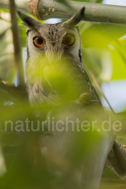 W19835 Büscheleule,White-faced Scops Owl - Peter Wächtershäuser