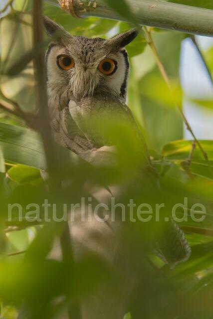 W19839 Büscheleule,White-faced Scops Owl