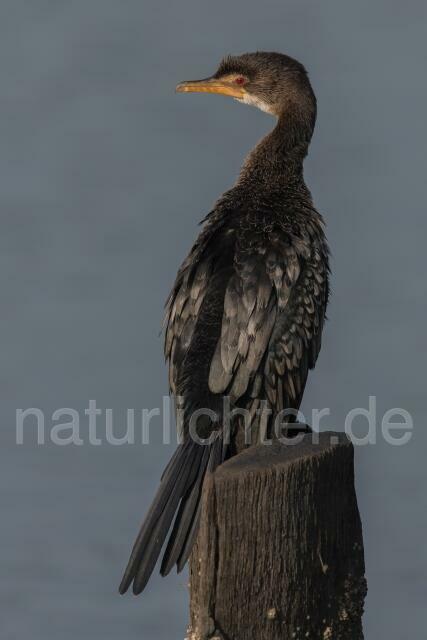 W20014 Riedscharbe,Long-tailed Cormorant - Peter Wächtershäuser