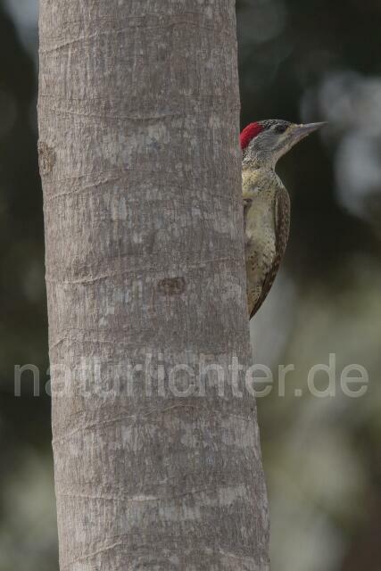 W20197 Pünktchenspecht,Fine-spotted Woodpecker - Peter Wächtershäuser
