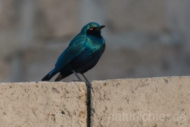 W20203 Messingglanzstar,Lesser Blue-eared Glossy Starling