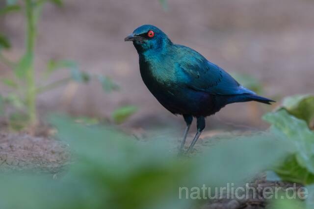 W20204 Messingglanzstar,Lesser Blue-eared Glossy Starling