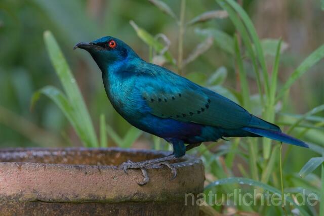W20207 Messingglanzstar,Lesser Blue-eared Glossy Starling