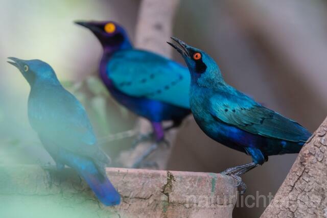 W20208 Messingglanzstar,Lesser Blue-eared Glossy Starling