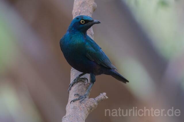 W20209 Messingglanzstar,Lesser Blue-eared Glossy Starling