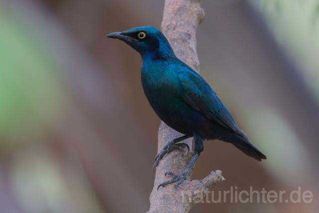 W20210 Messingglanzstar,Lesser Blue-eared Glossy Starling