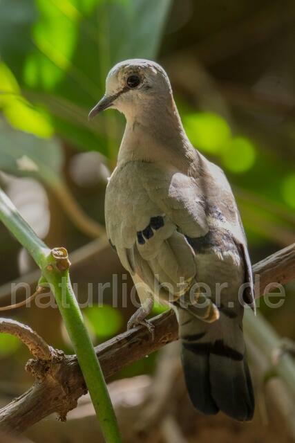 W20253 Stahlflecktaube,Blue-spotted Wood Dove