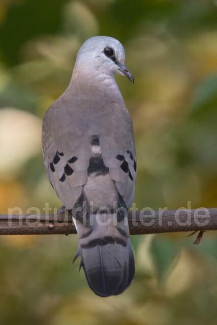 W20254 Stahlflecktaube,Blue-spotted Wood Dove
