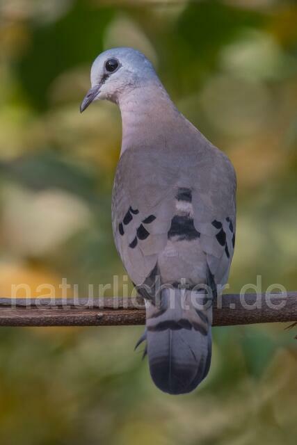 W20256 Stahlflecktaube,Blue-spotted Wood Dove