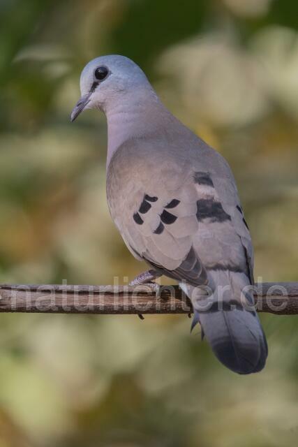 W20258 Stahlflecktaube,Blue-spotted Wood Dove