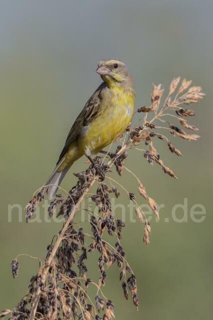 W20349 Mosambikgirlitz,Yellow-fronted Canary - Peter Wächtershäuser