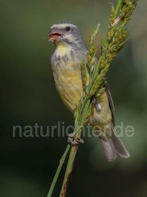 W20353 Mosambikgirlitz,Yellow-fronted Canary