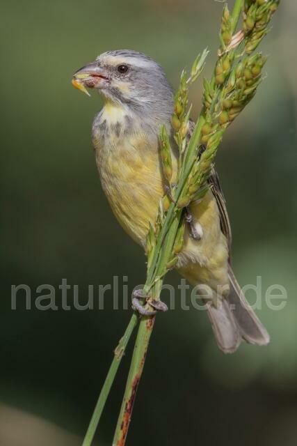 W20355 Mosambikgirlitz,Yellow-fronted Canary