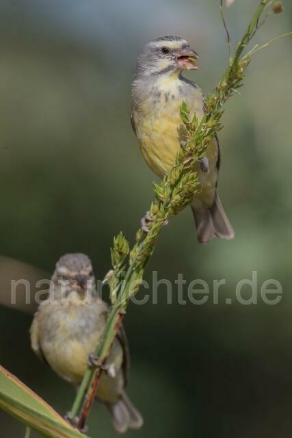 W20359 Mosambikgirlitz,Yellow-fronted Canary