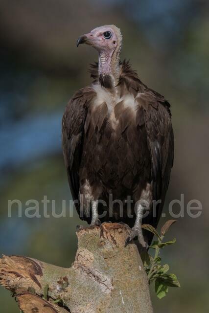 W20384 Kappengeier,Hooded Vulture
