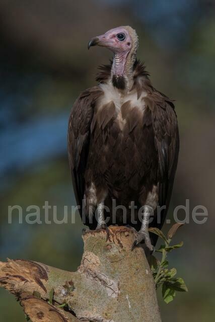 W20385 Kappengeier,Hooded Vulture