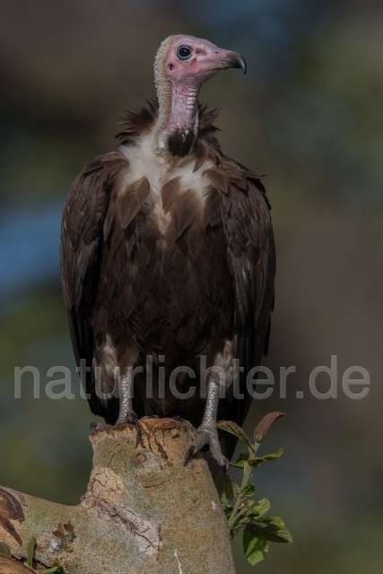W20386 Kappengeier,Hooded Vulture - Peter Wächtershäuser