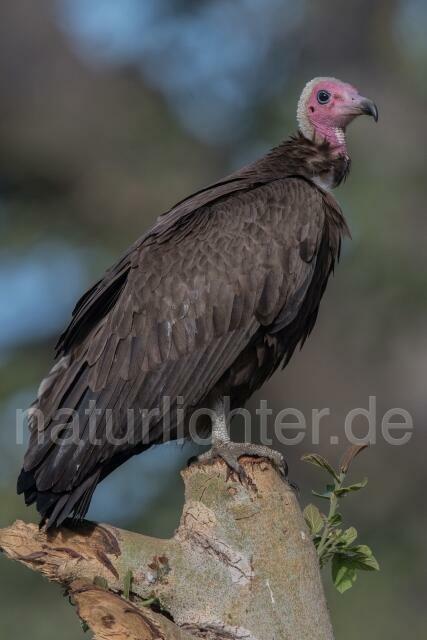 W20388 Kappengeier,Hooded Vulture