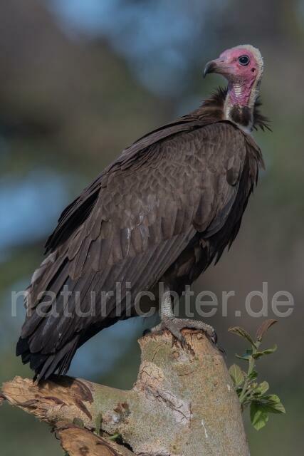 W20389 Kappengeier,Hooded Vulture - Peter Wächtershäuser