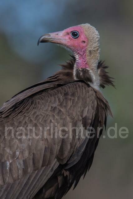 W20390 Kappengeier,Hooded Vulture