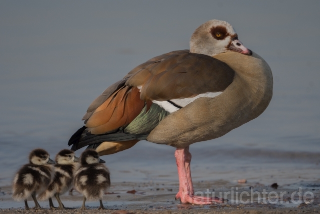 W20520 Nilgans,Egyptian Goose - Peter Wächtershäuser