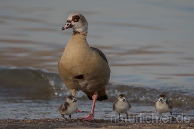 W20524 Nilgans,Egyptian Goose - Peter Wächtershäuser