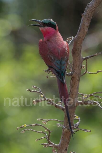 W20941 Scharlachspint,Southern Carmine Bee-eater