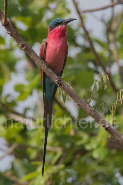 W20949 Scharlachspint,Southern Carmine Bee-eater
