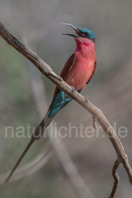 W20950 Scharlachspint,Southern Carmine Bee-eater