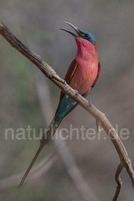 W20951 Scharlachspint,Southern Carmine Bee-eater