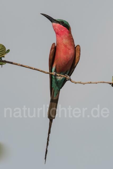 W20953 Scharlachspint,Southern Carmine Bee-eater