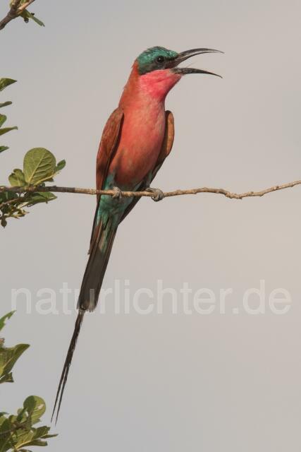W20955 Scharlachspint,Southern Carmine Bee-eater