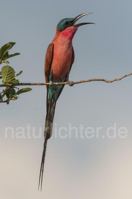 W20956 Scharlachspint,Southern Carmine Bee-eater